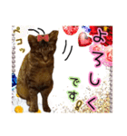猫のココアちゃん（個別スタンプ：6）