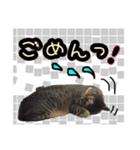 猫のココアちゃん（個別スタンプ：7）