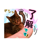 猫のココアちゃん（個別スタンプ：8）