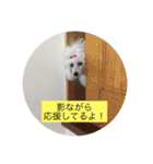トイプードルリリー（個別スタンプ：5）