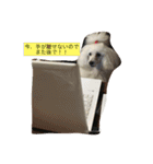 トイプードルリリー（個別スタンプ：6）