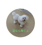 トイプードルリリー（個別スタンプ：9）