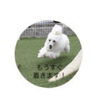 トイプードルリリー（個別スタンプ：13）