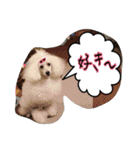 トイプードルリリー（個別スタンプ：21）