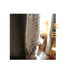 ポメラニアンの日（個別スタンプ：10）