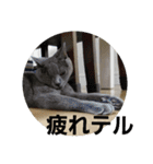 谷道家のいろいろ（個別スタンプ：4）