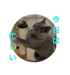 谷道家のいろいろ（個別スタンプ：5）