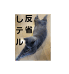 谷道家のいろいろ（個別スタンプ：21）