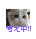 谷道家のいろいろ（個別スタンプ：22）