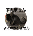 谷道家のいろいろ（個別スタンプ：31）