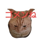カトラカトラ（個別スタンプ：3）