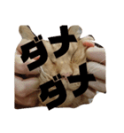 カトラカトラ（個別スタンプ：4）