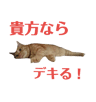 カトラカトラ（個別スタンプ：7）