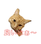 カトラカトラ（個別スタンプ：11）