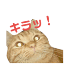 カトラカトラ（個別スタンプ：14）