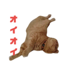 カトラカトラ（個別スタンプ：23）
