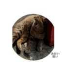 葵(猫)スタンプ（個別スタンプ：4）