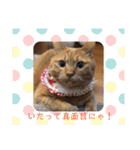 まいけるにゃよ パート2（個別スタンプ：7）