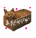 まいけるにゃよ パート2（個別スタンプ：11）
