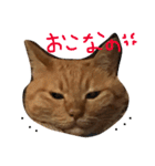 まいけるにゃよ パート2（個別スタンプ：14）