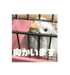 セキセイインコ 全員（個別スタンプ：1）