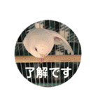 セキセイインコ 全員（個別スタンプ：3）