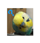 セキセイインコ 全員（個別スタンプ：4）