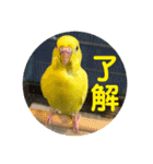 セキセイインコ 全員（個別スタンプ：6）