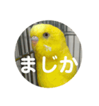 セキセイインコ 全員（個別スタンプ：7）