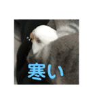 セキセイインコ 全員（個別スタンプ：12）