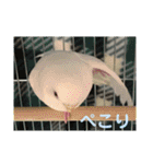 セキセイインコ 全員（個別スタンプ：13）