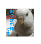 セキセイインコ 全員（個別スタンプ：14）