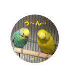 セキセイインコ 全員（個別スタンプ：15）