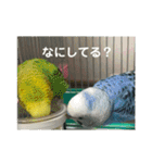 セキセイインコ 全員（個別スタンプ：17）