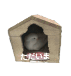 セキセイインコ 全員（個別スタンプ：19）