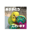 セキセイインコ 全員（個別スタンプ：23）