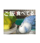 セキセイインコ 全員（個別スタンプ：28）