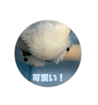 セキセイインコ 全員（個別スタンプ：32）