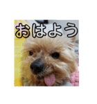 我が家のらっちゃん君（個別スタンプ：1）