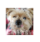 我が家のらっちゃん君（個別スタンプ：4）