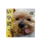 我が家のらっちゃん君（個別スタンプ：7）