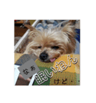 我が家のらっちゃん君（個別スタンプ：10）