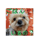 我が家のらっちゃん君（個別スタンプ：14）