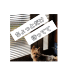 我が家のらっちゃん君（個別スタンプ：15）