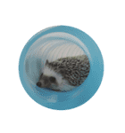 HEDGEHOG JYONA（個別スタンプ：5）