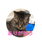 あんじーと12にゃんず6（個別スタンプ：1）