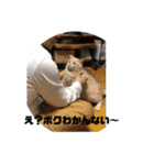 あんじーと12にゃんず6（個別スタンプ：2）