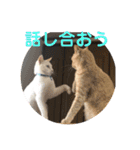 あんじーと12にゃんず6（個別スタンプ：4）
