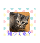 あんじーと12にゃんず6（個別スタンプ：7）