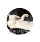 あんじーと12にゃんず6（個別スタンプ：9）